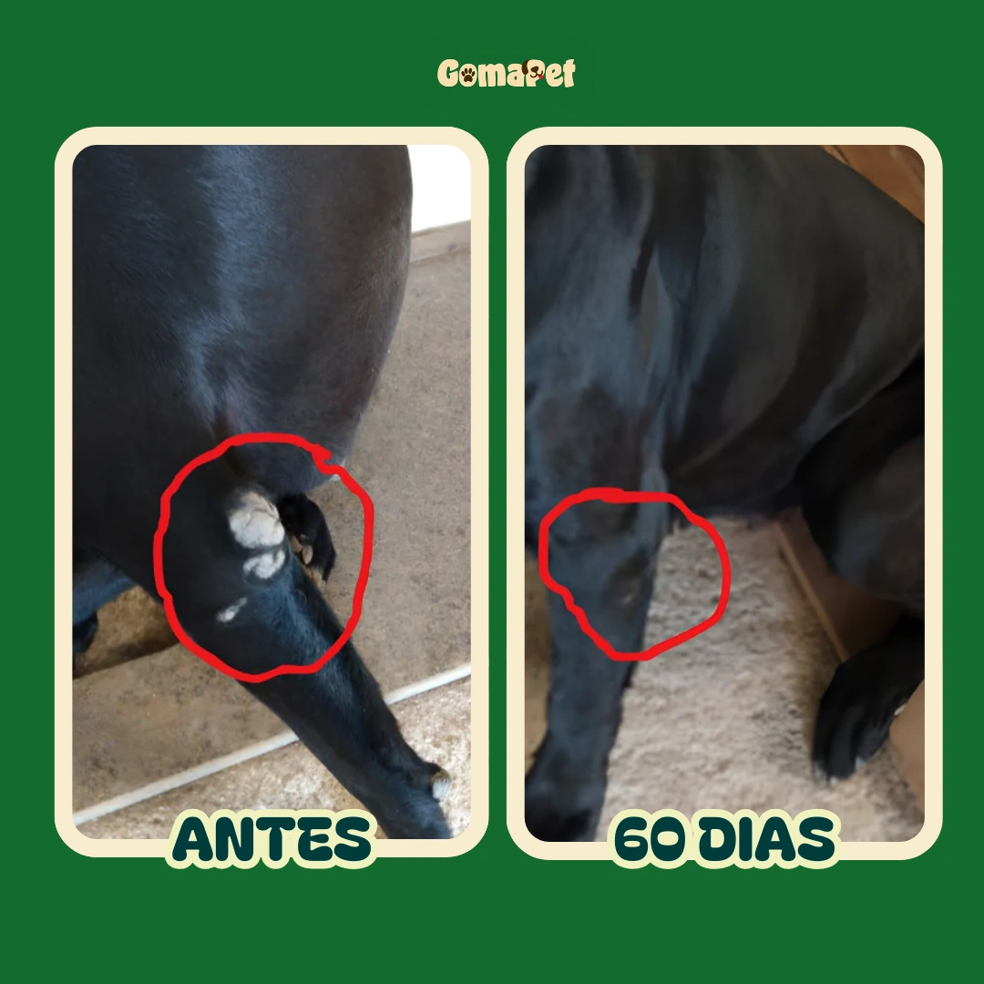 Registro de antes e depois da pele na região da pata de um cão